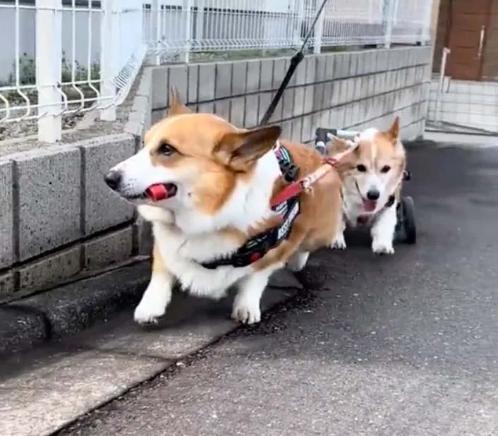 A paralyzed corgi in a wheelchair is lovingly pulled out to play daily by its best friend