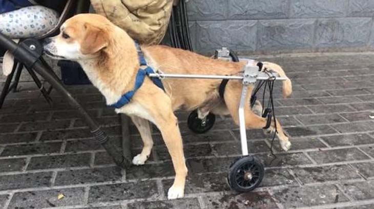 Dog Wheelchairs: A Blessing For Senior Dogs